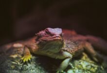 identifier behavior and metrics